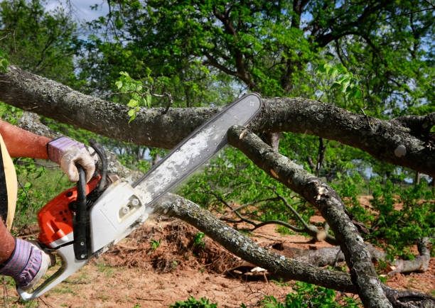 Best Storm Damage Tree Cleanup  in Ecorse, MI